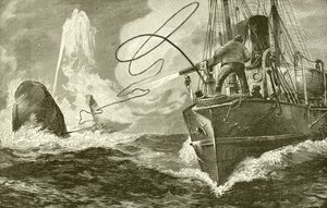 Harpooning a whale from a steamer by English School