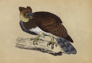 Harpy Eagle by English School