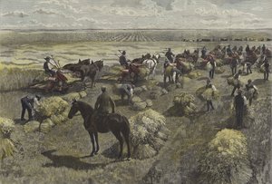 Harvesting wheat on the North American plains by English School
