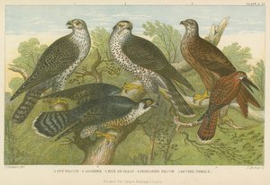 Hawks and falcons by English School