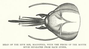 Head of the Hive Bee, Magnified, with the Pieces of the Mouth Much Separated from Each Other (Engraving) by English School