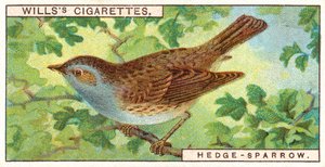 Hedge Sparrow