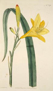 Hemerocallis Flava (Yellow Day Lily), Hand Coloured Engraving by English School