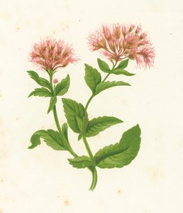 Hemp Agrimony, Eupatorium Cannabinum by English School