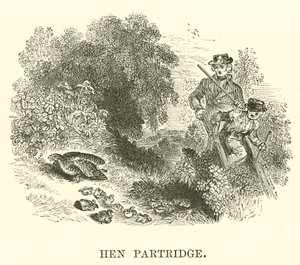 Hen Partridge by English School