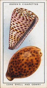 Hidden Colours in Molluscs, Cone Shell and Cowry