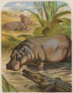 Hippopotamus and Crocodile by English School