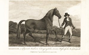 Hohenloe, a chestnut Arabian belonging to his Serene Highness the Margrave of Anspach by English School