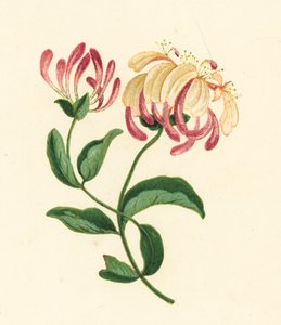 Honeysuckle, Lonicera Periclymenum by English School