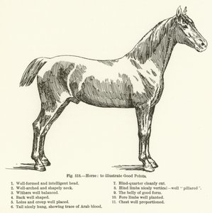 Horse, to illustrate Good Points by English School
