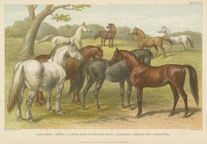 Horses and ponies by English School