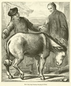 How They Stop Donkeys Braying in China by English School