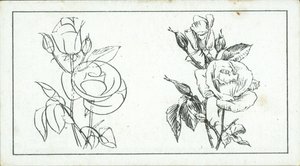 How to Sketch: Study of a Rose by English School