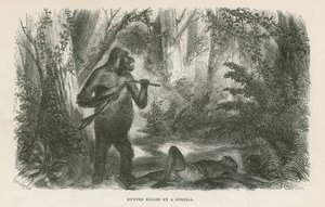 Hunter Killed by Gorilla by English School