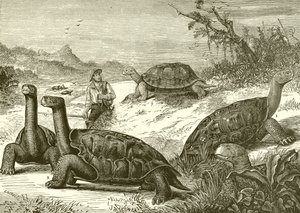 Hunting Tortoises on the Coast of New Guinea by English School