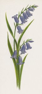 Illustration for A Dream of a Garden by English School