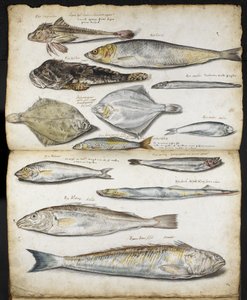 Illustrations relating to De Historia Piscium, by John Ray, c.1686