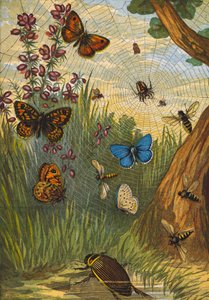 Insects