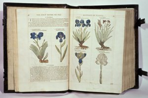 Iris (Flowers de-luce), Six Varieties from 