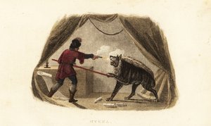 James Bruce killing a hyena with pistol and pike in his tent in Maitsha, Abyssinia by English School