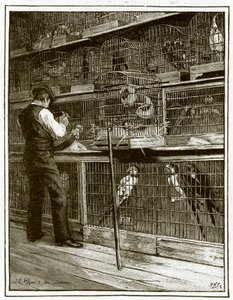 Jamrachs, The Aviary by English School
