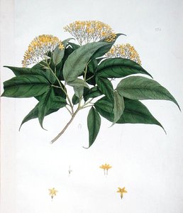 Jasminum Heterophyllum by English School