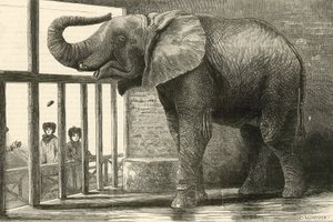 Jumbo, the Big African Elephant at the Zoological Gardens by English School