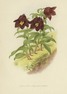 Kamchatka fritillary or Kamchatka lily