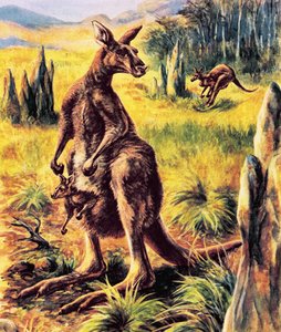 Kangaroo by English School