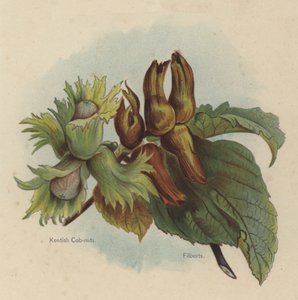 Kentish Cob-nuts, Filberts by English School