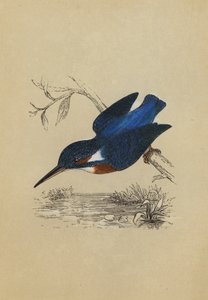 Kingfisher by English School