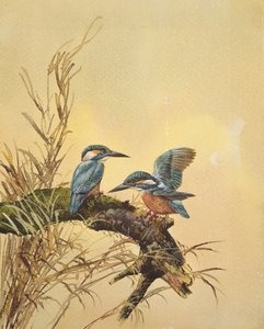 Kingfishers, c.1890 by English School