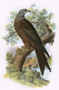 Kite by English School