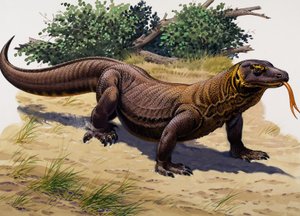 Komodo Dragon