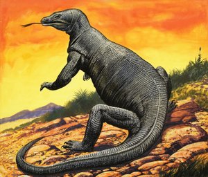 Komodo Dragon by English School