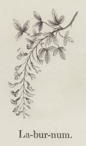 Laburnum
