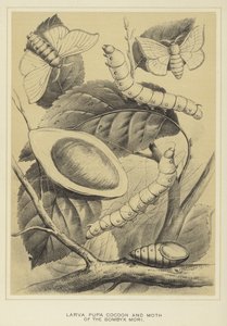 Larva, Pupa, Cocoon and Moth of the Bombyx mori by English School