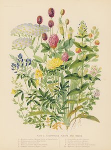 Leguminous Plants and Weeds by English School
