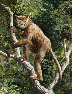 Lemur