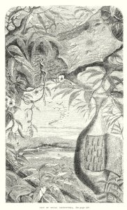 Lepidopteran Insects by English School