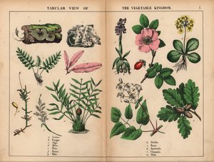 Lichen, Fungus, Alga, Moss, Fern, Grass, Palm, Orchis, Rose, Auricula, Clematis, and Oak, from 