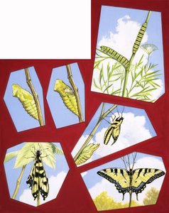 Life cycle of the butterfly by English School