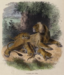 Lioness and Cubs by English School