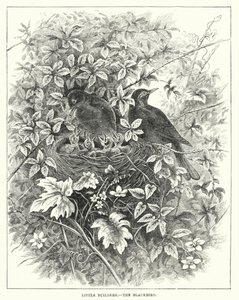 Little Builders, The Blackbird by English School