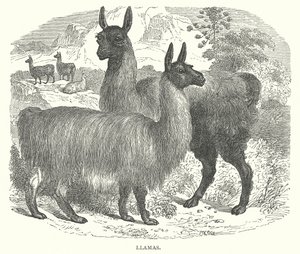 Llamas