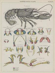 Lobster, Homarus Vulgaris by English School