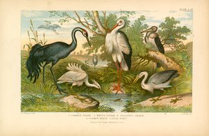 Long-legged Birds by English School
