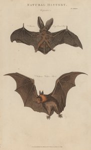 Long Eared Bat and Vampire Bat by English School