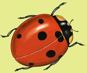 Look After the Ladybirds by English School