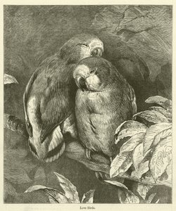 Love Birds by English School